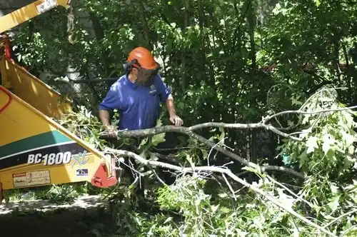 tree services Brecon